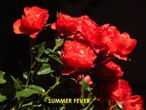 SUMMER FEVER (Patio)